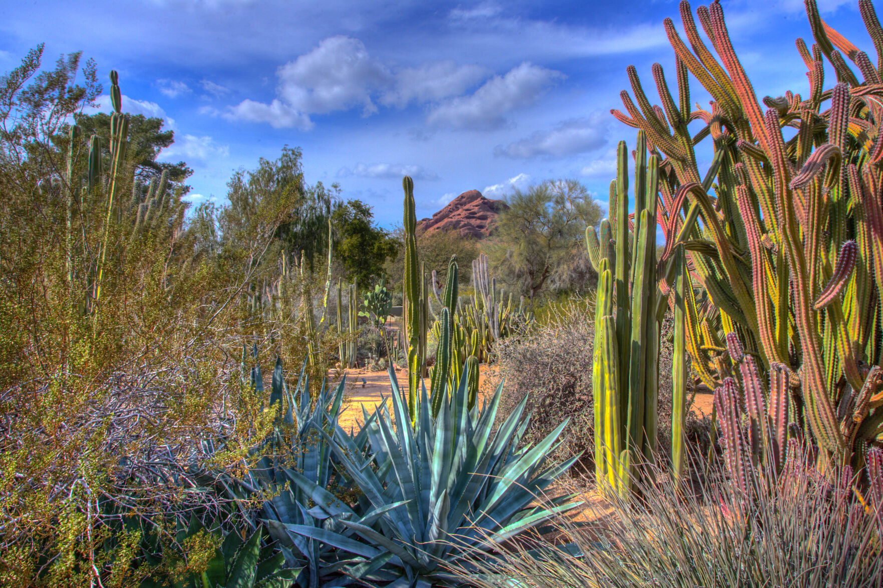 Desert Botanical Garden